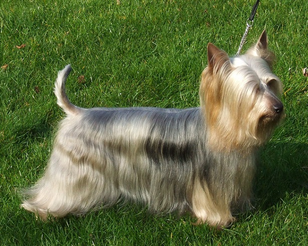 australian silky terrier 