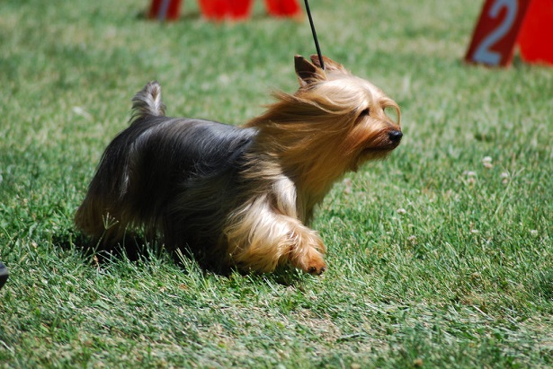 australian silky terrier 