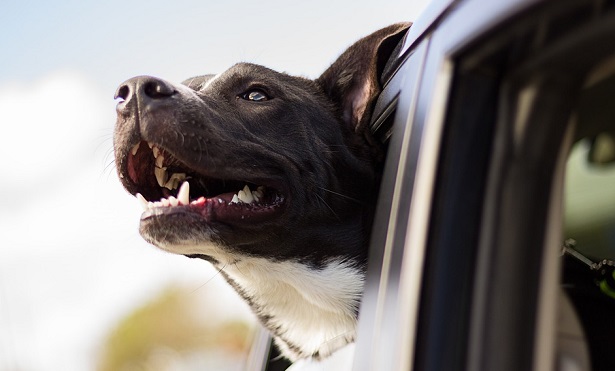 cane che soffre il caldo