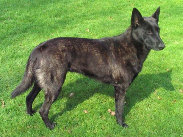 cane pastore olandese 