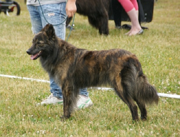 cane pastore olandese 