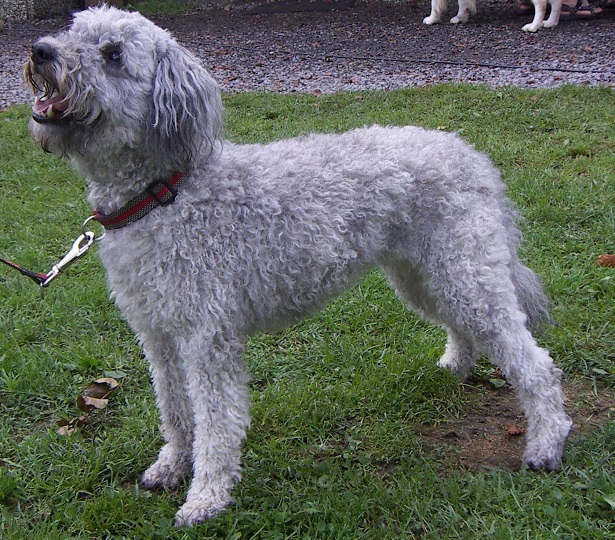cane pumi 