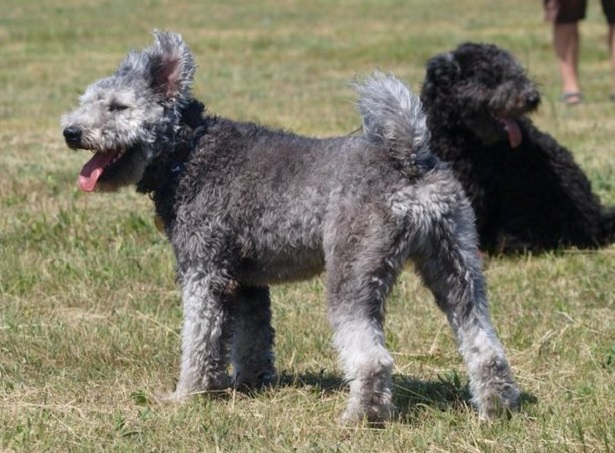 cane pumi 