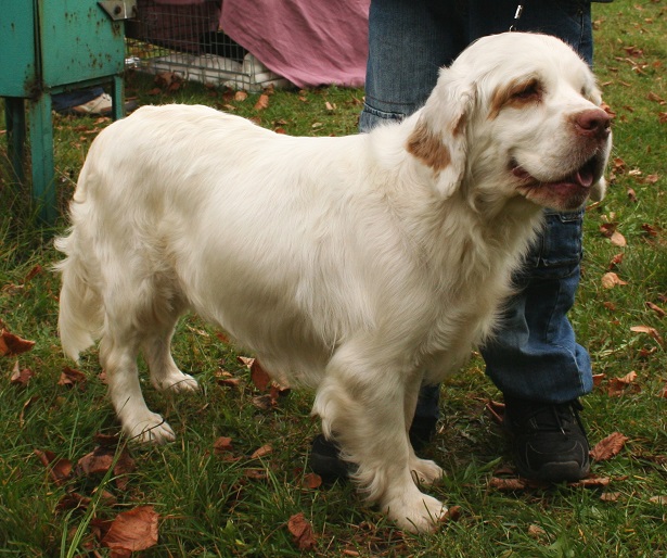 clumber spaniel 