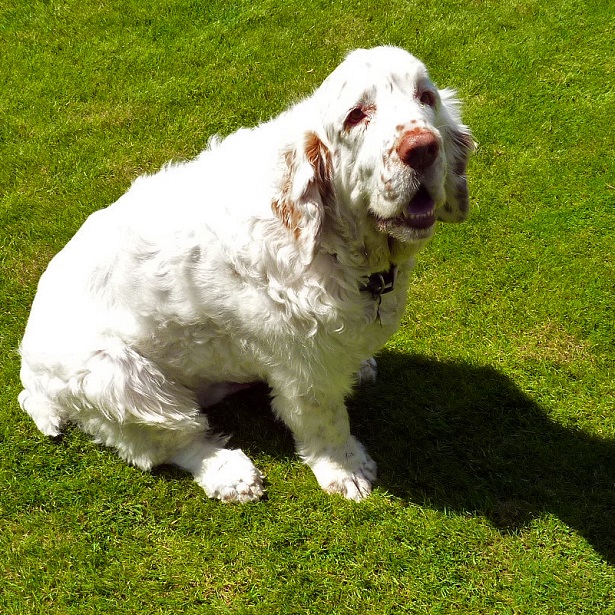 clumber spaniel 
