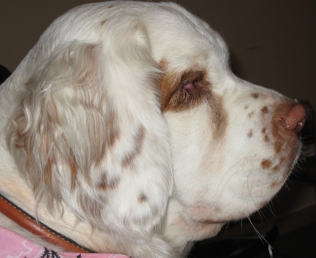 clumber spaniel 