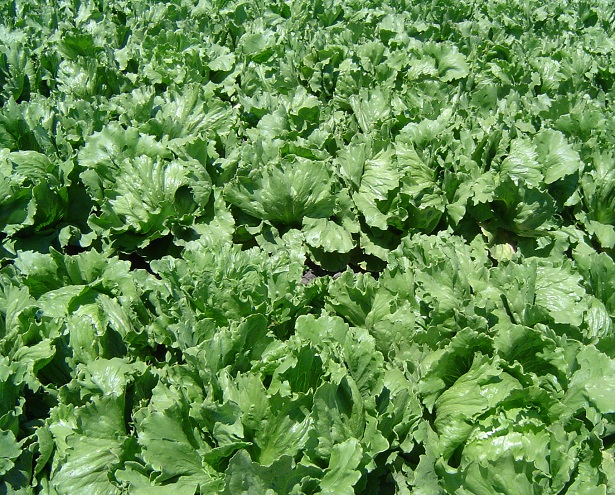 come coltivare l'insalata 