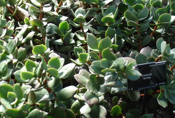 Crassula