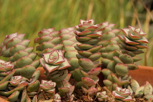 crassula 