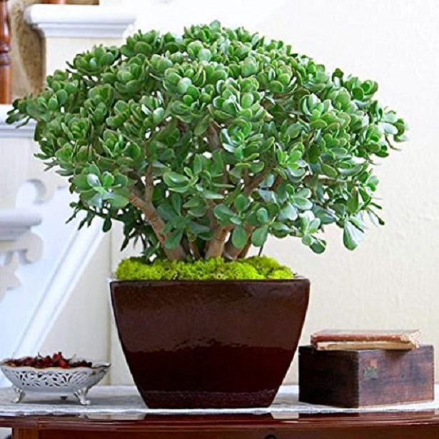 Crassula