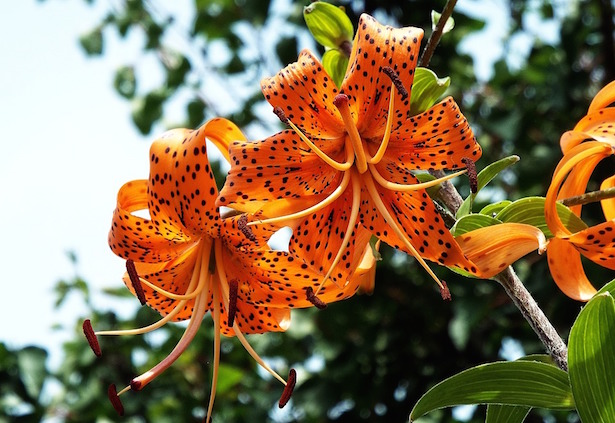 gigli fiori varietà