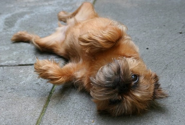 griffone di bruxelles griffone di bruxelles