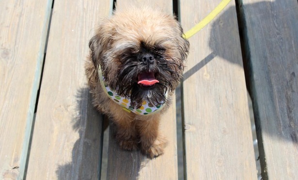 griffone di bruxelles griffone di bruxelles