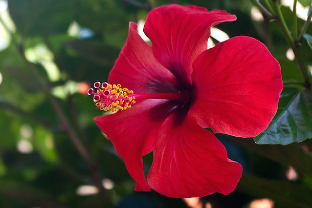 ibisco coltivazione cure