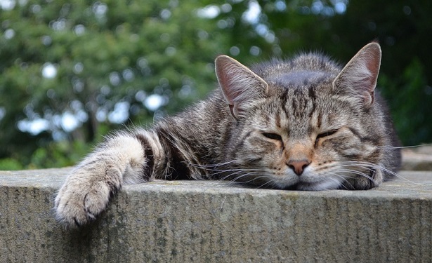 il comportamento dei gatti