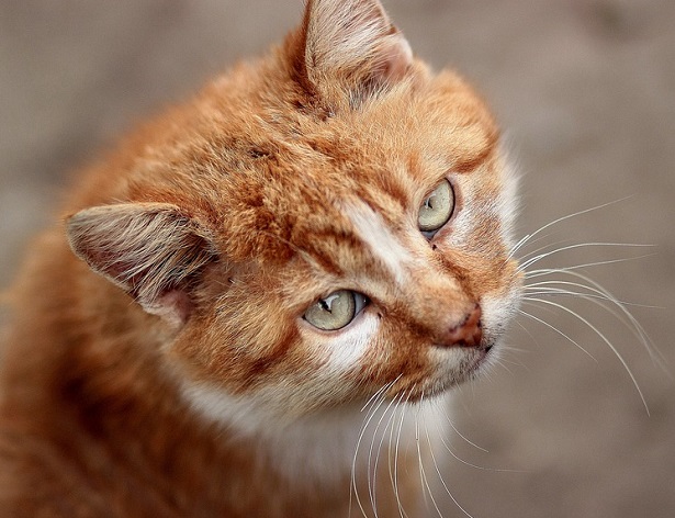 il comportamento dei gatti