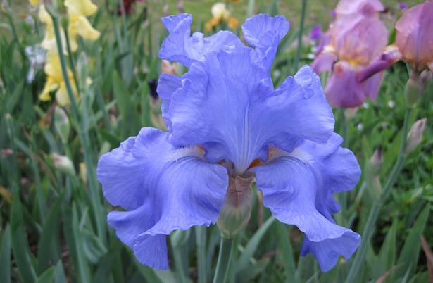 iris barbata coltivazione