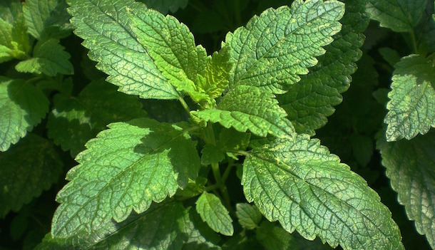 melissa coltivazione