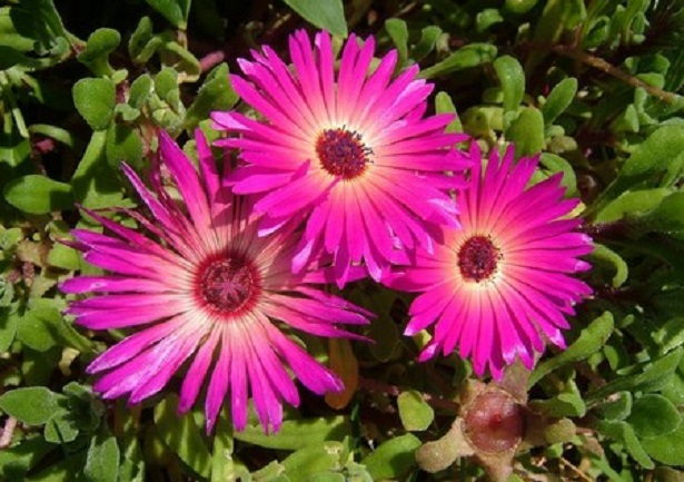 mesembriantemo mesembriantemo