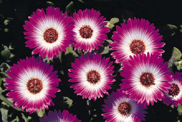 mesembriantemo mesembriantemo