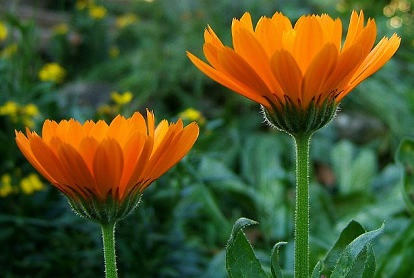 Olio di calendula officinalis