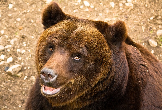 orso bruno in Italia