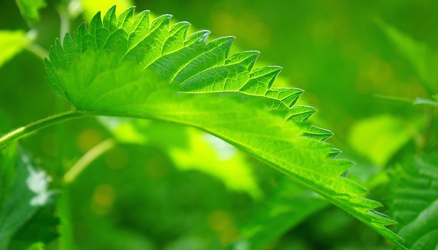 ortica proprieta ricette