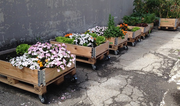 orto urbano terrazzo 