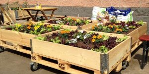 orto urbano terrazzo