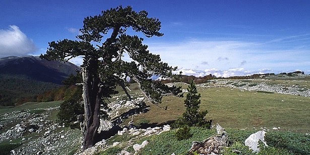 parco nazionale del Pollino 