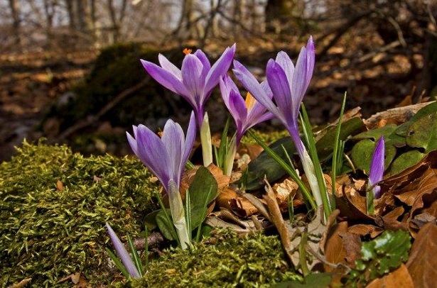 parco nazionale foreste casentinesi