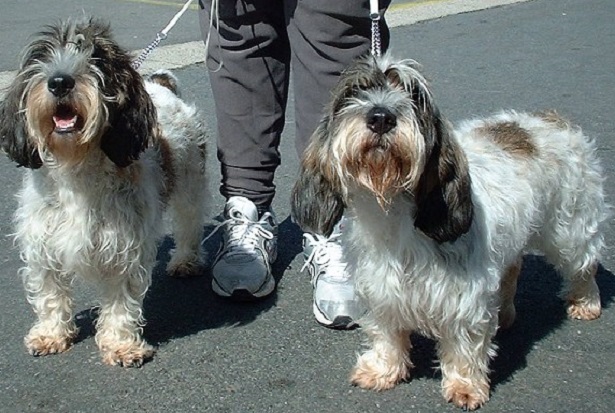 petit basset griffon vendeen