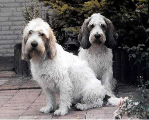 petit basset griffon vendeen 