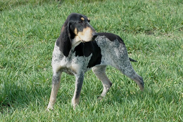 petit bleu de gascogne petit bleu de gascogne