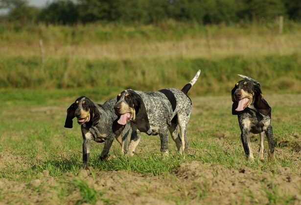 petit bleu de gascogne petit bleu de gascogne