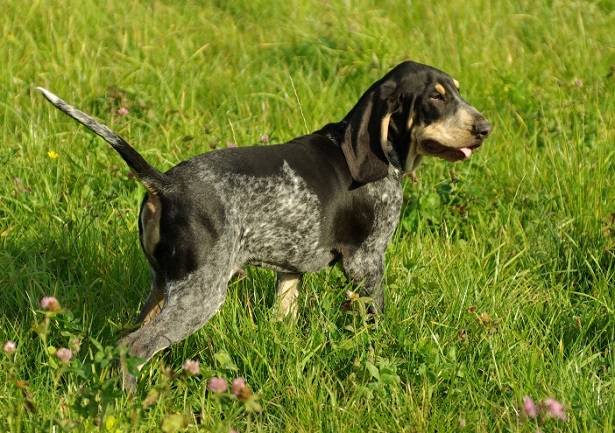 petit bleu de gascogne petit bleu de gascogne