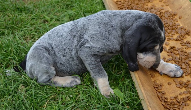 petit bleu de gascogne petit bleu de gascogne