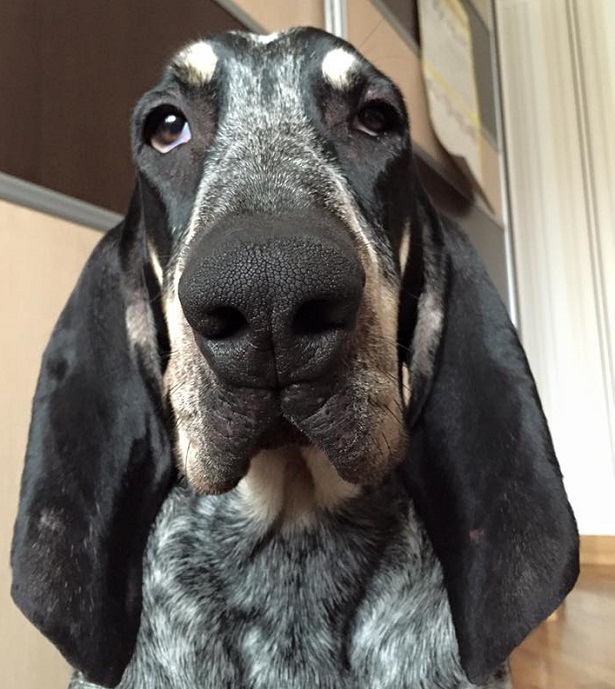 petit bleu de gascogne petit bleu de gascogne