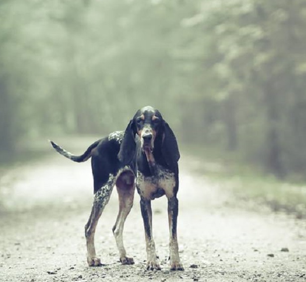 petit bleu de gascogne petit bleu de gascogne