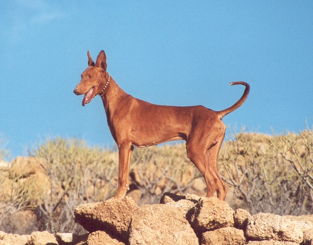 Podenco Canario