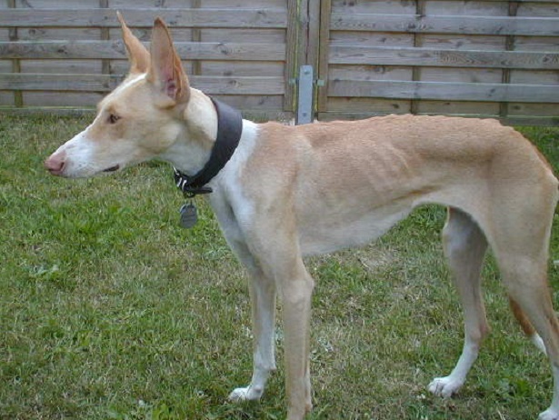 Podenco Canario