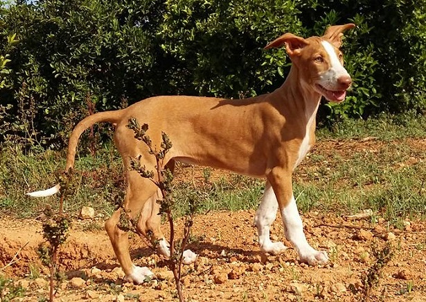 Podenco Canario