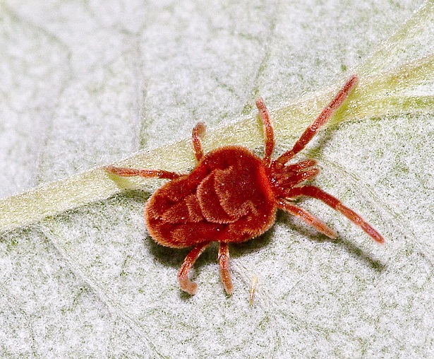 ragnetto rosso ragnetto rosso