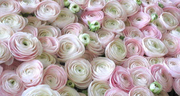 ranuncoli rosa