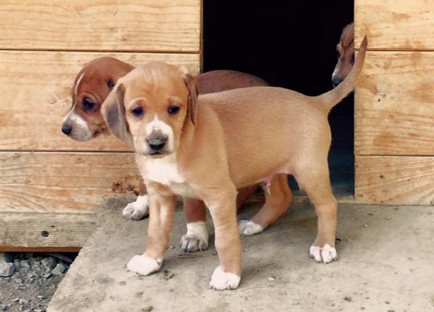 Segugio dell'Appennino