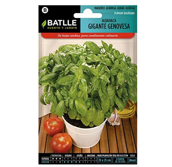 semi basilico gigante