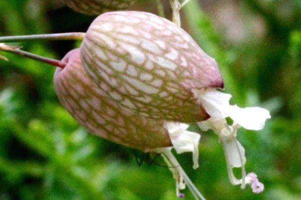 strigoli, proprietà