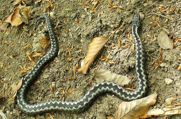 vipera italiana 