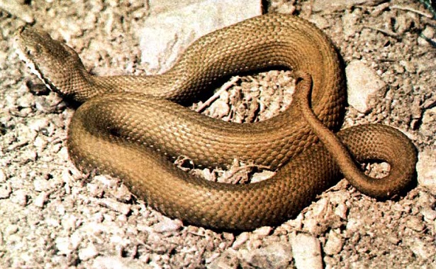 vipera italiana 