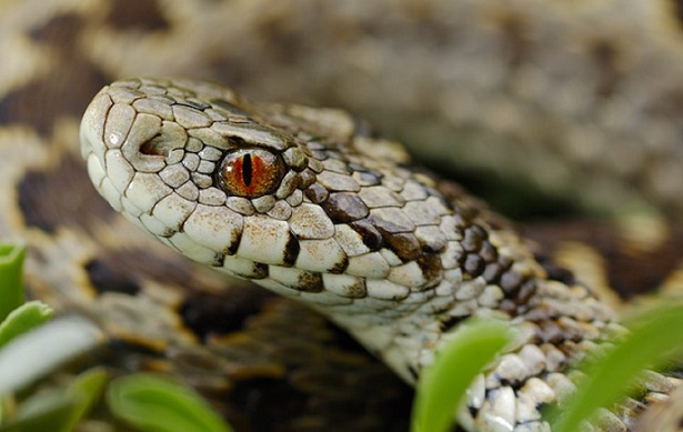 vipera italiana